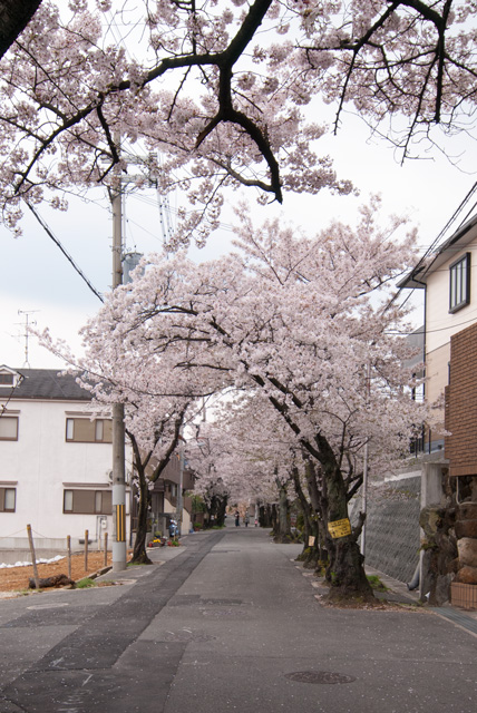 Image:D60/20140630SAKURA2014.jpg