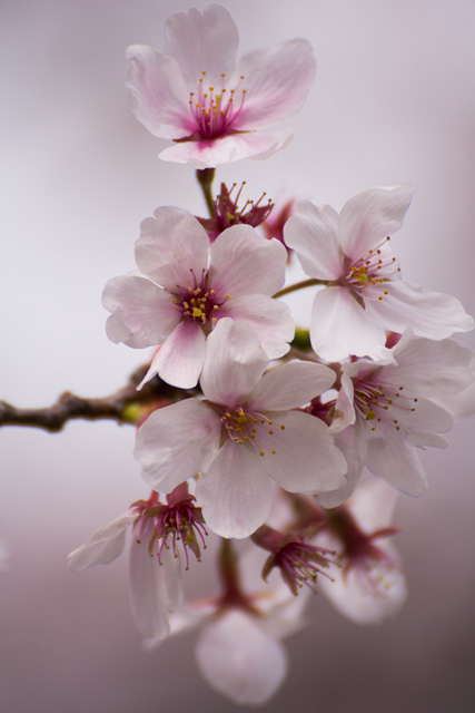 Image:D7100/20140406SAKURA2014.jpg