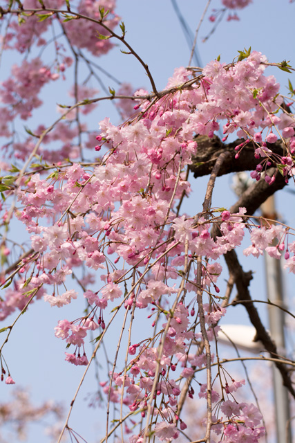 Image:D7100/20140601SAKURA2014.jpg