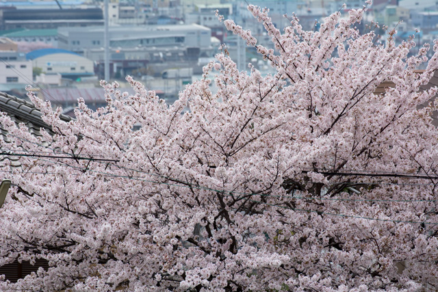 Image:D7100/20140610SAKURA2014.jpg