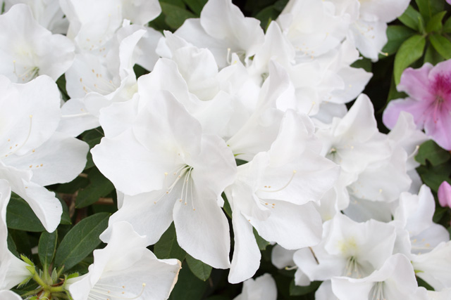 Image:D7100/20140721Azalea.jpg
