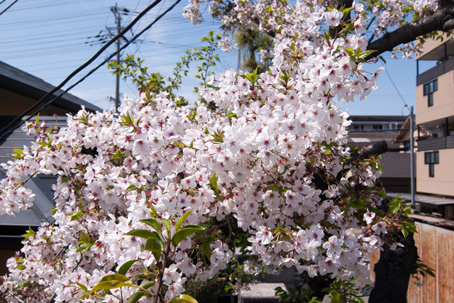 Image:D60/20150504SAKURA2015.jpg