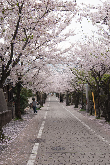 Image:D60/20150531SAKURA2015.jpg