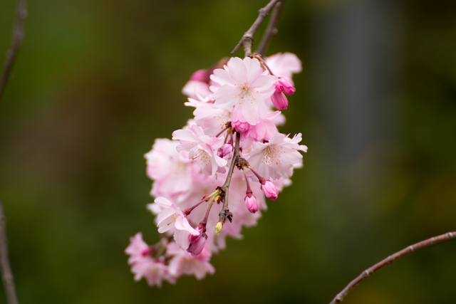 Image:D7100/20150404SAKURA2015.jpg