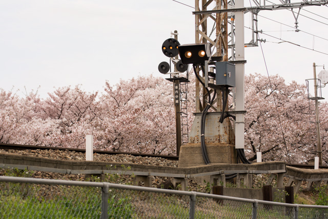 Image:D7100/20150524SAKURA2015.jpg