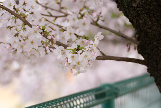 Image:D7100/20160420SAKURA2016.jpg