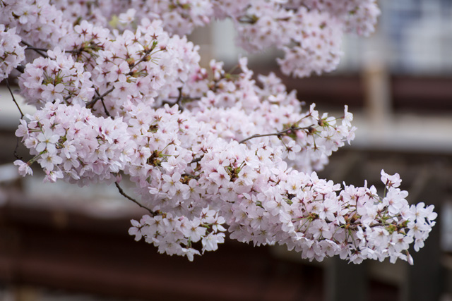 Image:D7100/20160529SAKURA2016.jpg