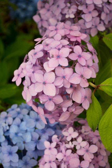 Image:D7100/20170918Hydrangea.jpg