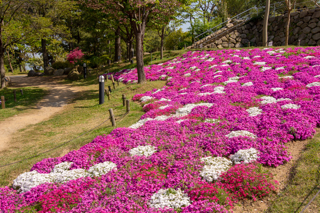 Image:D7100/20180506MossPhlox_inAWAJI.jpg