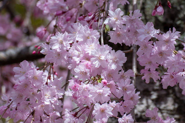 Image:D7100/20180506SAKURA2018.jpg