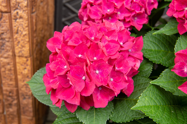 Image:D7100/20180716Hydrangea.jpg