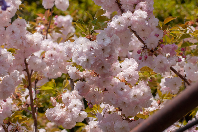 Image:D7100/20190217SAKURAinAWAJI.jpg