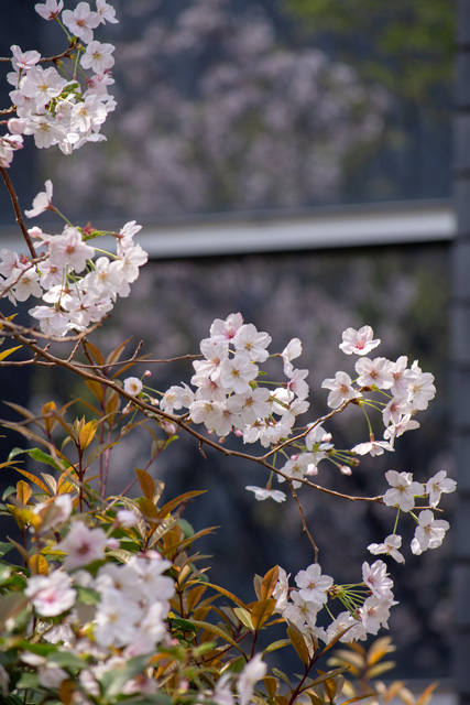 Image:D7100/20190519SAKURA2019.jpg