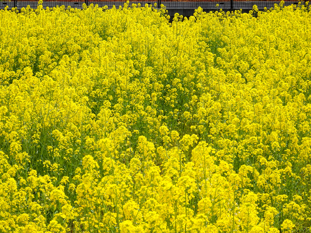 Image:SH-1/20150323RapeseedBlossom.jpg