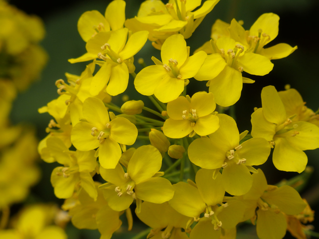 Image:SH-1/20150328RapeseedBlossom.jpg