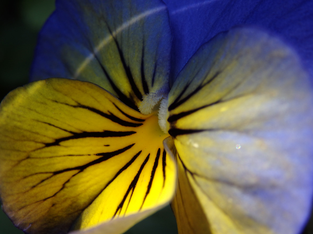 Image:SH-1/20150405Pansy.jpg