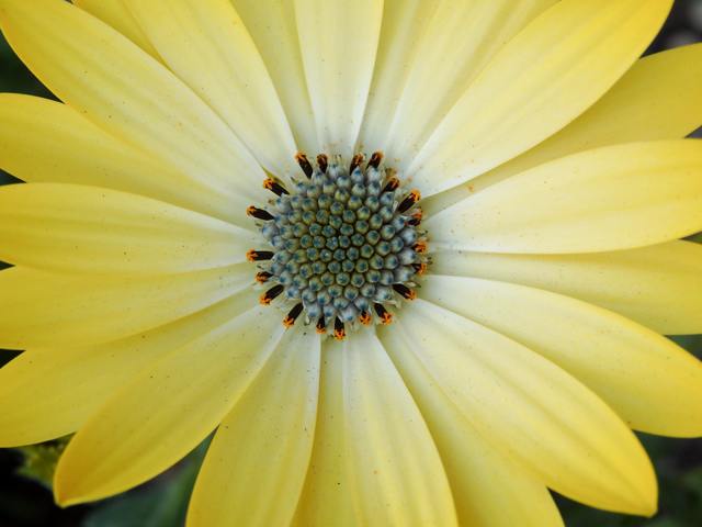Image:SH-1/20150407Osteospermum.jpg