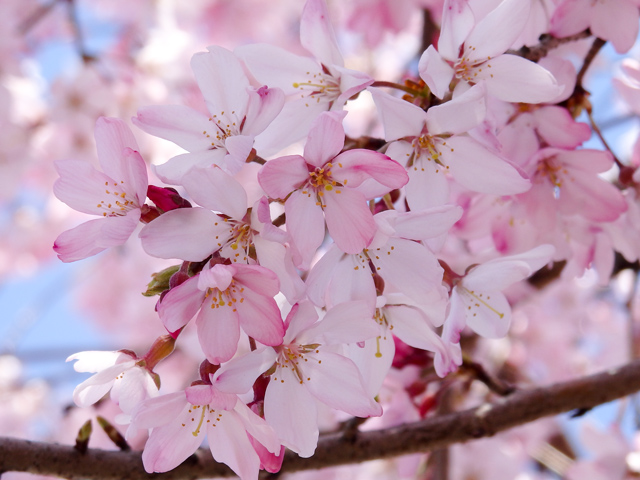 Image:SH-1/20150412SAKURA2015.jpg