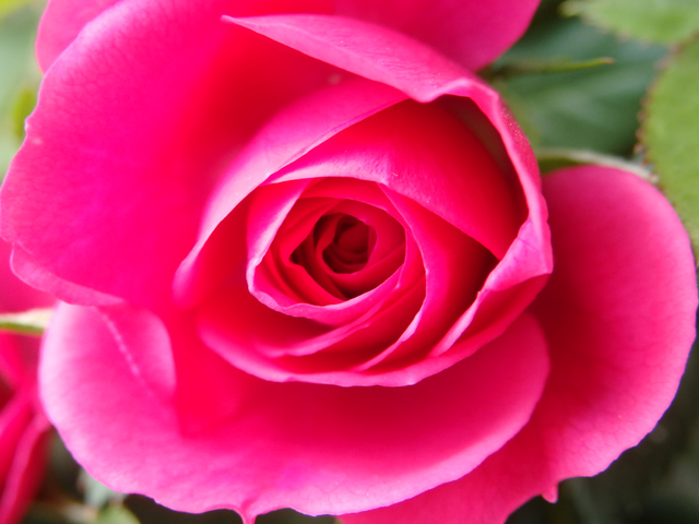 Image:SH-1/20150427Rose.jpg