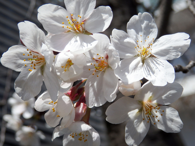 Image:SH-1/20150429SAKURA2015.jpg