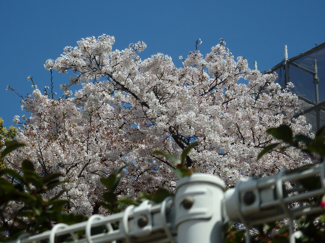 Image:SH-1/20150518SAKURA2015.jpg