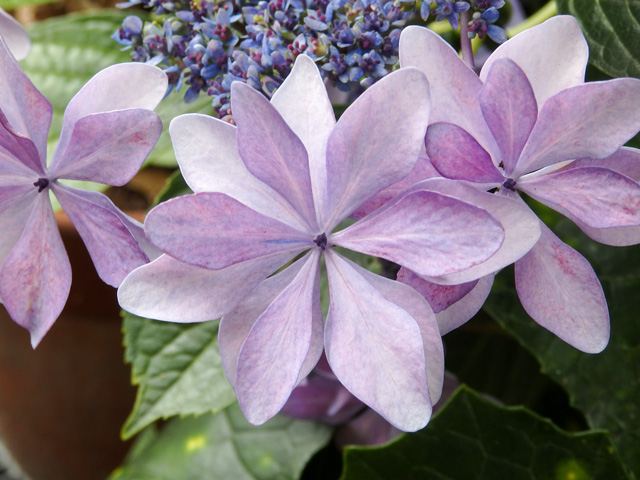Image:SH-1/20150713Hydrangea.jpg