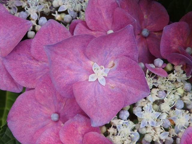 Image:SH-1/20150720Hydrangea.jpg
