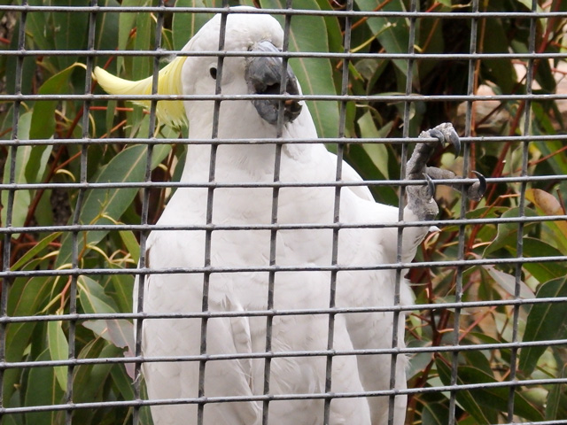 Image:SH-1/20151025Sulphur-CrestedCockatoo.jpg