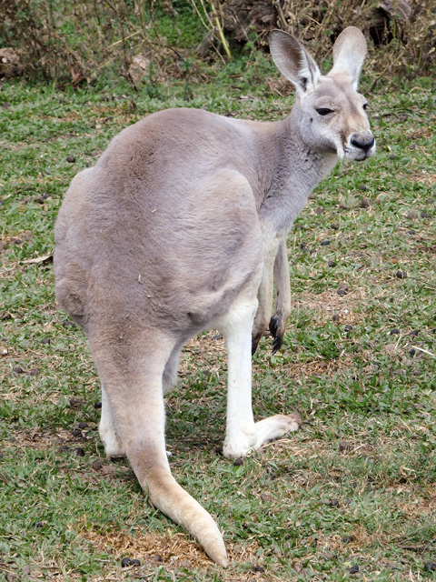 Image:SH-1/20151207Kangaroo.jpg