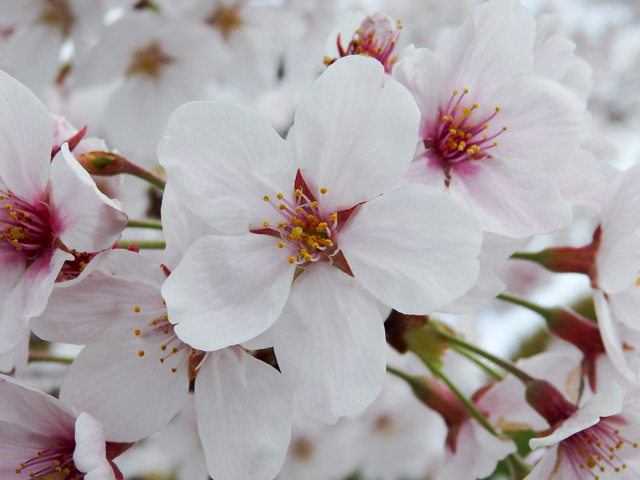 Image:SH-1/20160620SAKURA2016.jpg