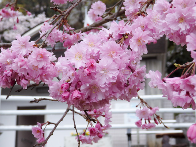 Image:SH-1/20160703SAKURA2016.jpg