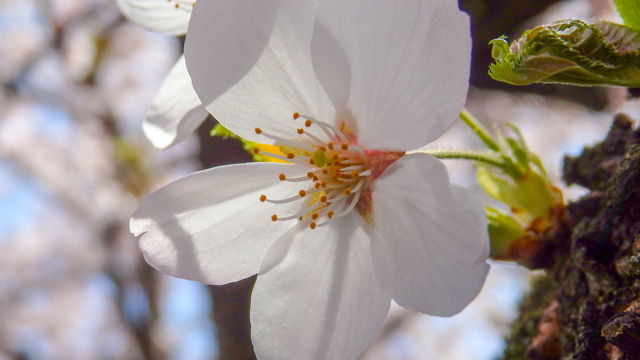 Image:SH-1/20180331SAKURA2018.jpg