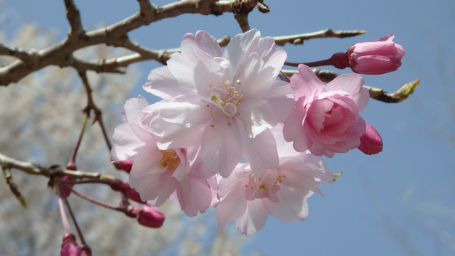 Image:SH-1/20210404SAKURA2021.jpg